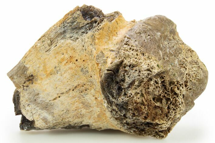 Fossil Tyrannosaur (T rex) Bone Section - Wyoming #309881